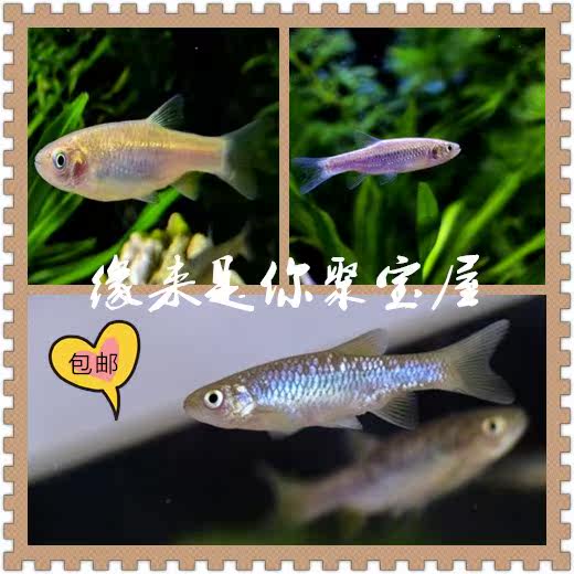 Nice small group swimming cold water to see the fish gold thread finely crucian carp