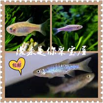 Nice small group swimming cold water to see the fish gold thread finely crucian carp