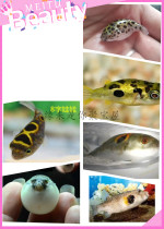 Puffer fish series ornamental fish will be angry into a ball of fish eating snail fish green puffer fish chocolate eight characters