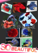 Nice fish fighting fish in a beautiful Thai bullfight nice fish.