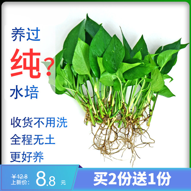 Hydroponic green radish seedlings, water-cultured flowers, four-season aquatic flowers and plants, purifying the air, single green radish seedlings, money tree