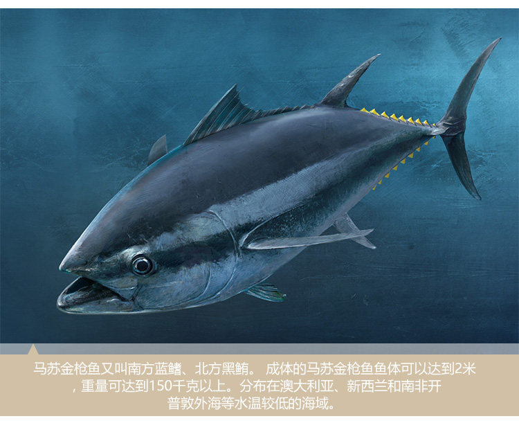 Сверхнизкотемпературный тунец_04.jpg