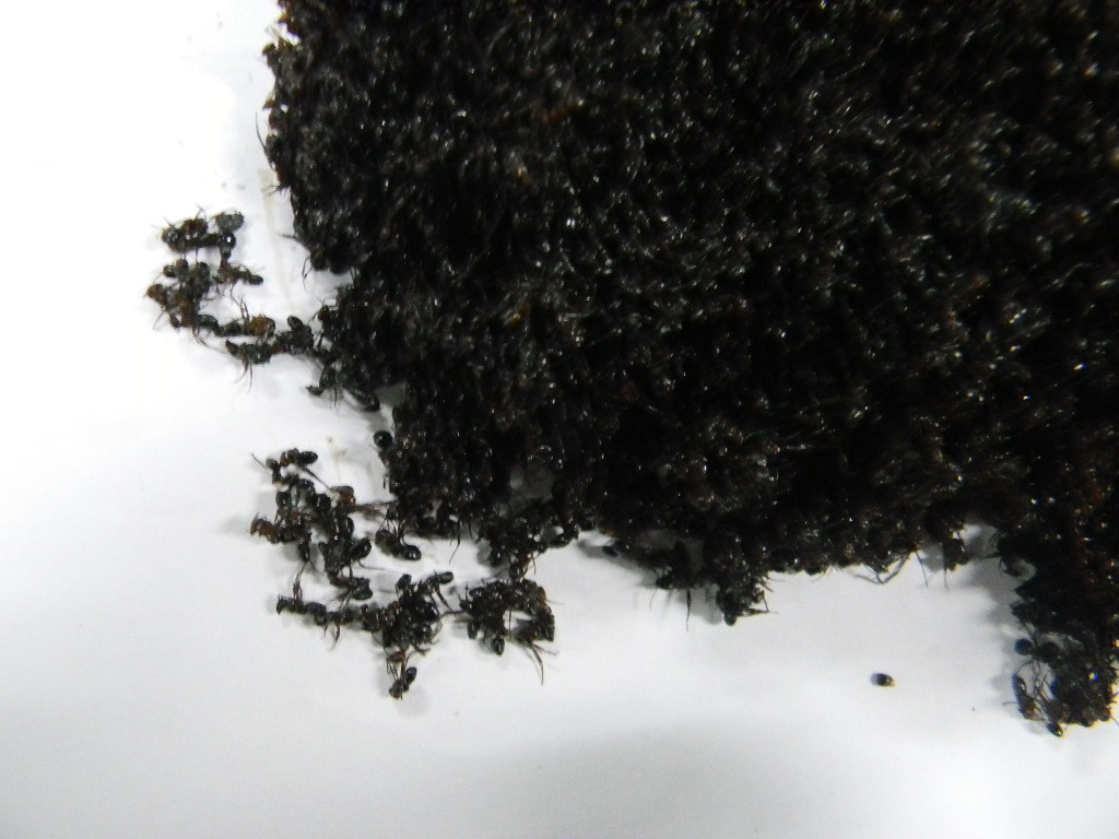 Black Ant semi-dry mountain ant simulated black spiny black spiny ant 2 bags