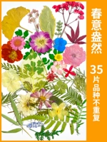 Пружина, полная сухой сухой цветочной сумки 35 штук