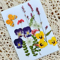 Бабочка цветок № 3 сухой сухой цветок мешок 18 штук