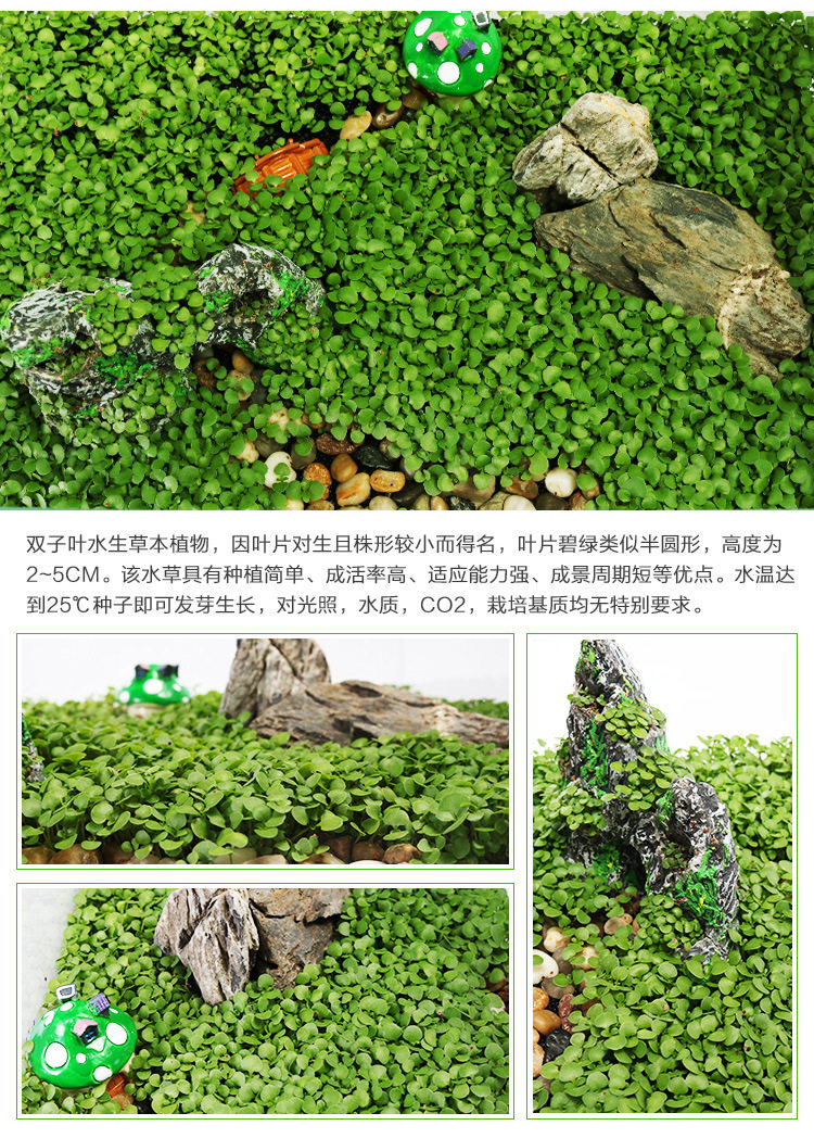 Семя водяной травы_05