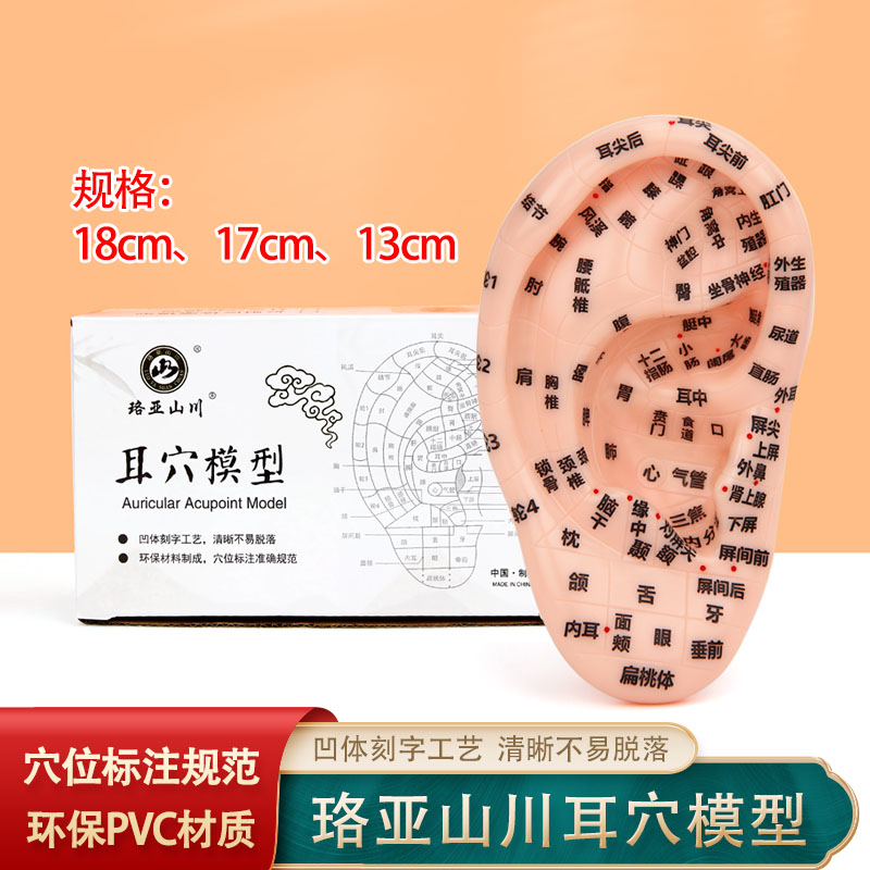 13cm 17cm 18cm耳穴位模型耳朵模型反射区模型耳朵针灸模型经络