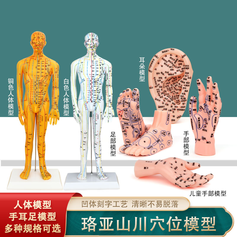 珞亚山川人体穴位模型刻字模型耳穴模型足部反射区模手模儿童手模