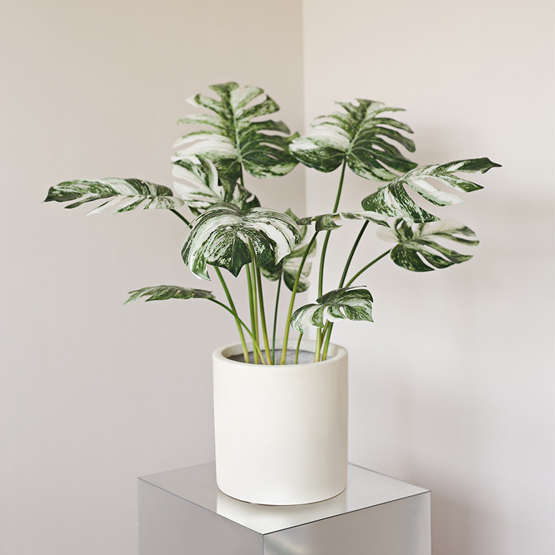 ladylike Nordic ins wind emulated plant potted plant swing room living-room tortoise back leaves green plant decorated bonsai-Taobao