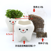 Dental oral clinic activity gift potted dental hospital office ornaments tooth shape gift