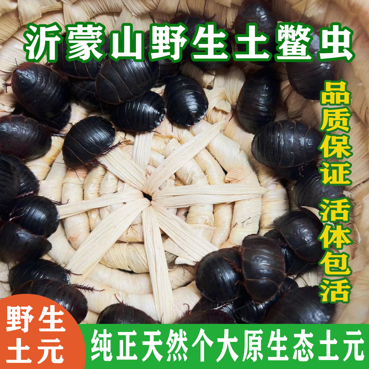 野生活土元虫,中药养生的好伙伴 🌿 -特色爬宠-淘宝好物网
