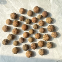 3 natural sea urchins High waist sea urchin