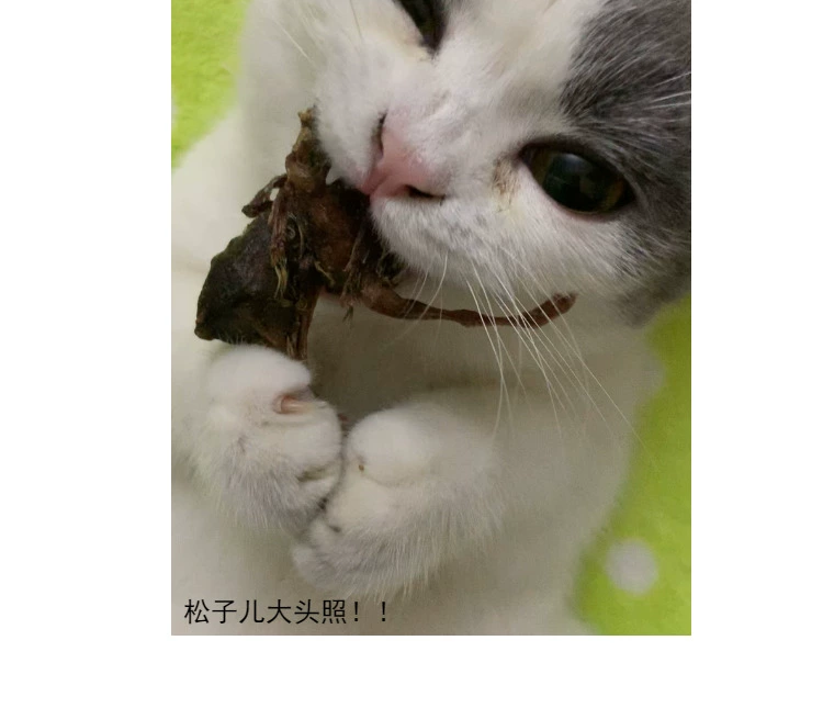 Cc nhà thịt tươi đông lạnh đồ ăn nhẹ cho chó và mèo được lựa chọn cẩn thận 鹌鹑 đông khô - Đồ ăn nhẹ cho mèo