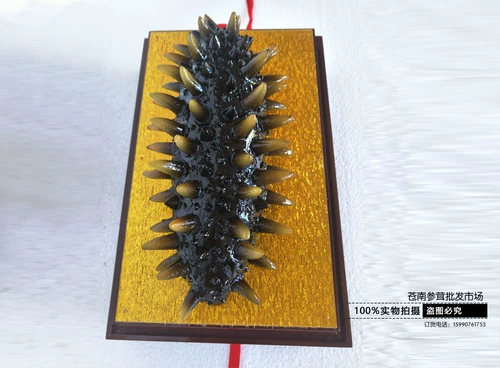 Моделирование модели морского огурца модель модели огурцы