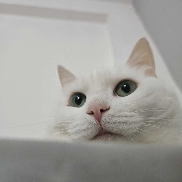 养猫人百货