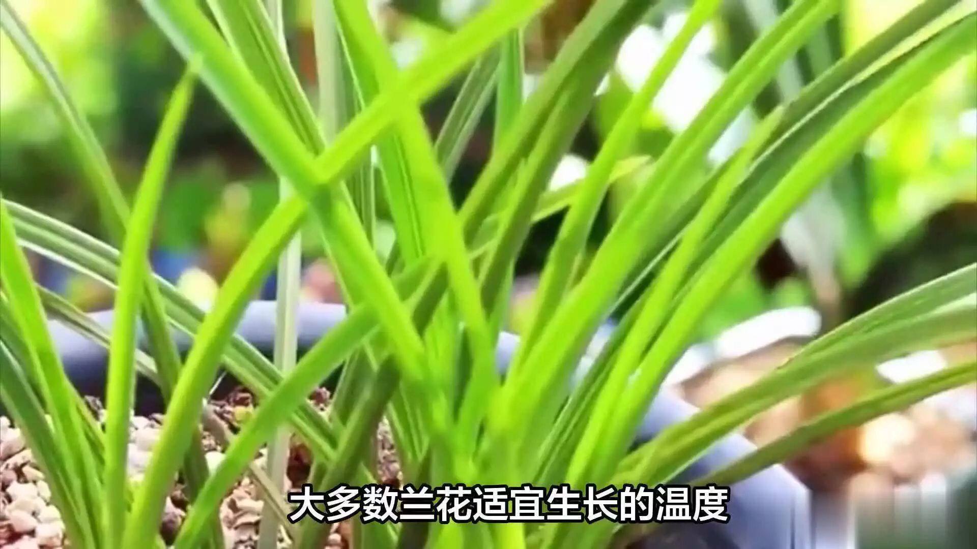 盆栽兰花养殖方法? - 闲唠八卦 - 淘江湖