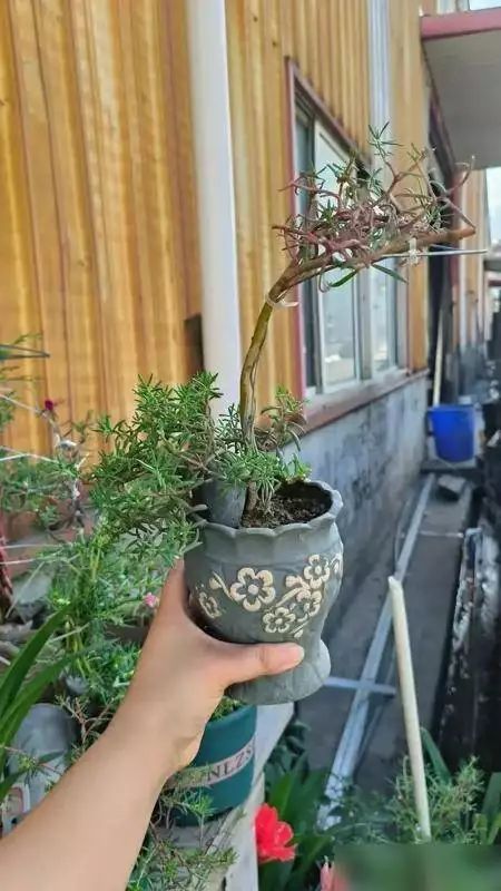 小伙把太阳花“养成树”，开价2000元都不卖，网友：这造型绝了，值