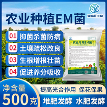Industry Shengwang Agricultural EM fungus Improved soil increased root and seedling prevention and control Tuil-borne disease Vegetable Fruit Tree Strawberry Grape