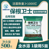 100 billion Pawian guards root guard ring Bacillus subtilis root rot withered root ginger pestilence turquoise yellow wilt