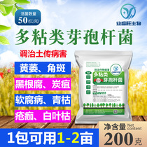5 billion Kindustry Shengwang Dolomstick Bacillus full-water soluble green withered disease root rot ginger fever disease wilting disease