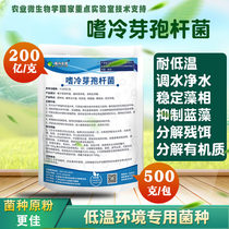 Bacillus colophilus aquaculture low temperature winter environment special bacteria factory direct sewage treatment