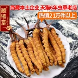 Продает только Cordyceps Cordycecess Saction Source для поставщиков Cordyceps Cordyceps Sinensis, выбранных 4 Cordyceps/грамм 5 граммов для стрельбы.