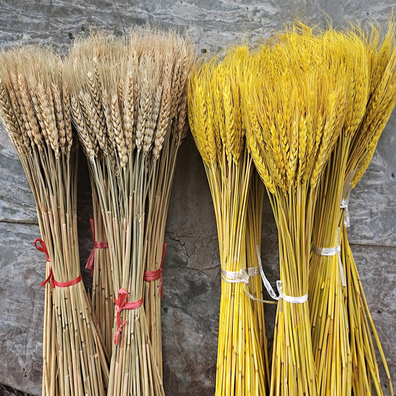 Natural wheat ear dried flower bouquet opening barley living room pastoral style decoration ornaments photography flower arrangement real flower art landing