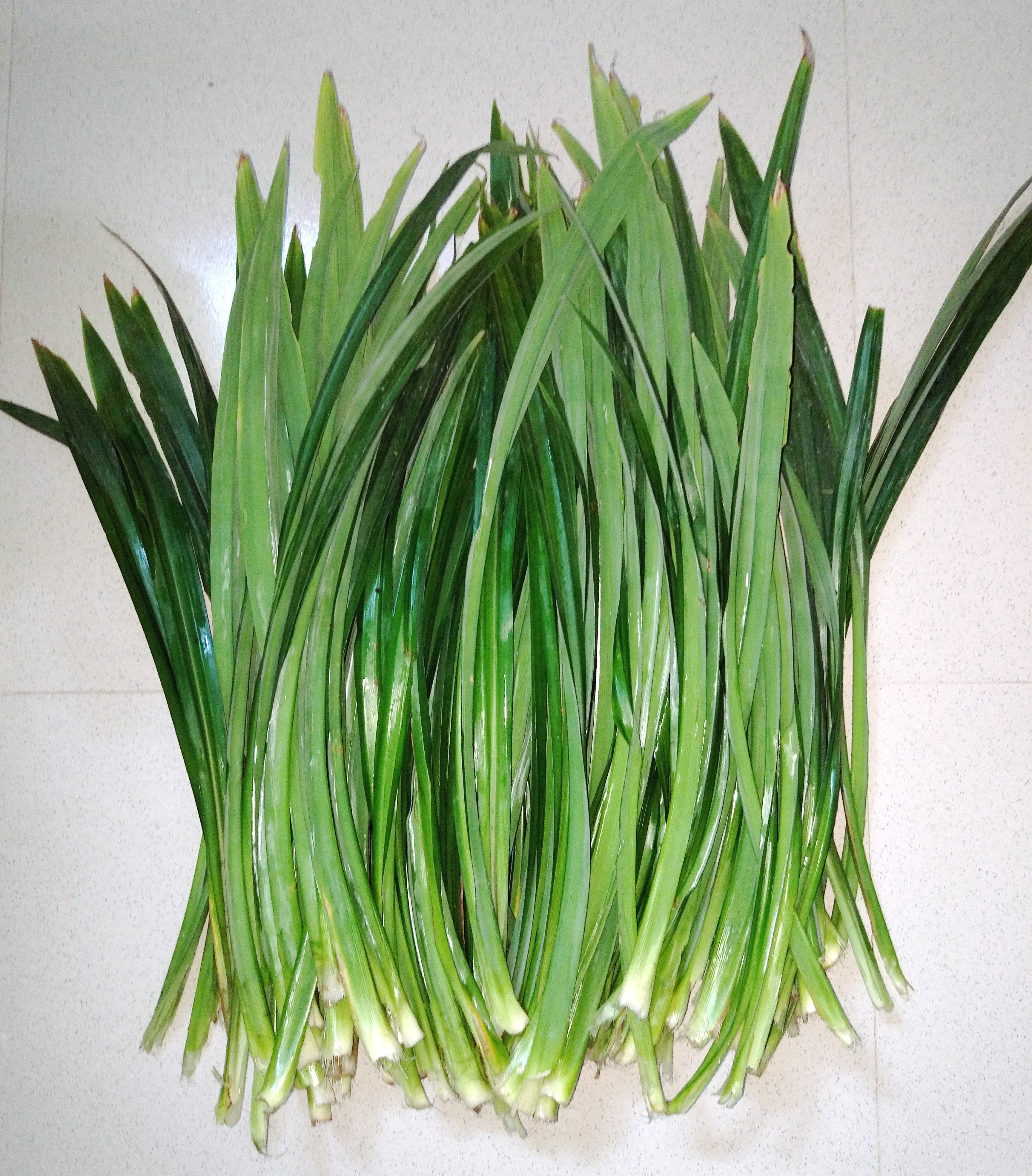 la lep fresh pandan leaves 500g pandan leaves fresh spice leaves vegetable leaves