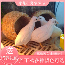 Wonful Little Pet Rutin Pet Chicken Seedling Ornamental Chicken Egg Small Good Living Breeder Chicken Bag Egg