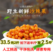 Seabuckthorn fruit fresh 2kg selected natural special wild sea buckthorn fruit fresh fruit sea buckthorn enzyme juice Juice