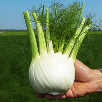 Cord bulb fennel seeds cut stubble cumin seed field balcony potted four seasons vegetables