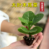 Big-leaf fungus seed climbing vine bean curd bean curd vegetable Reed Seed Rouge vegetable potted balcony Four Seasons vegetable