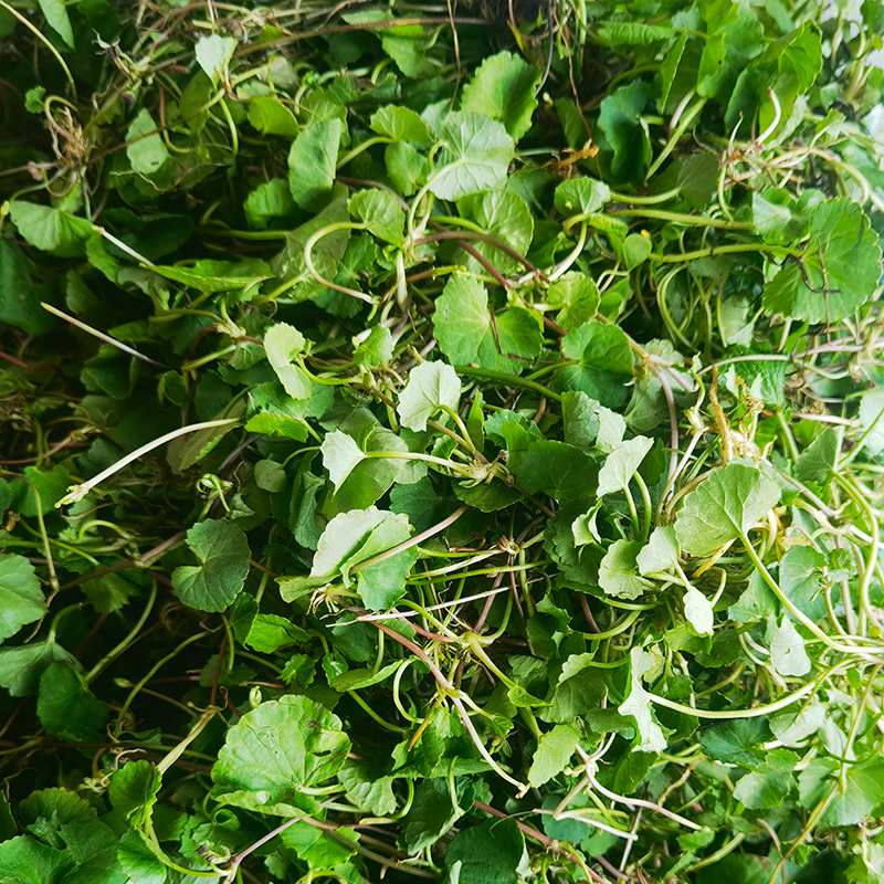 Fresh Chaoshan Leigonggen (Red Flower) Naturally Picked, Centella Asiatica, Water Chestnut, Centella Asiatica, Green Herbal Medicine, Free Shipping