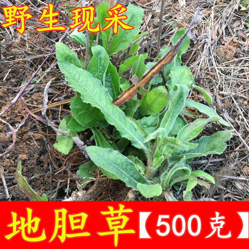 地胆草天然红花地胆头新鲜苦地胆草现采牛吃埔地斩头500g包邮煲汤
