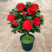 Red tea potted saplings with buds indoor flowers Four Seasons balcony green plants