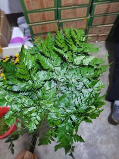 Fresh alpine fern leaf mangosteen leaf poplar leaf grass fern western food decoration dish edible flowers and plants baked