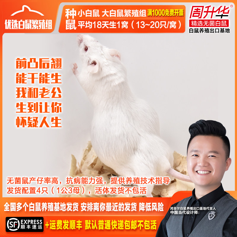 Internet celebrity sterile living large white mouse small white mouse flower branch mouse breeding group breeds 1 male and 3 females with high litter size and strong disease resistance