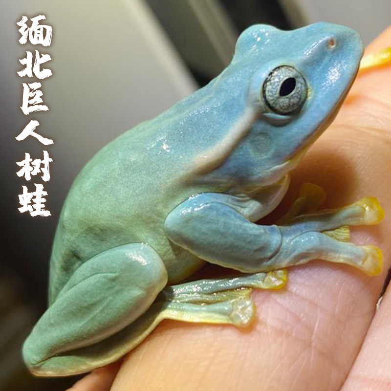 Giant frog living northern Myanmar giant tree frog up to 15 cm pet living animal small easy to raise variation pet exotic pet