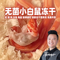 Large milk rat freeze-dried frozen small white rat feeding snake crocodile cat dog Tibetan mastiff manellion owl lizard corner frog food