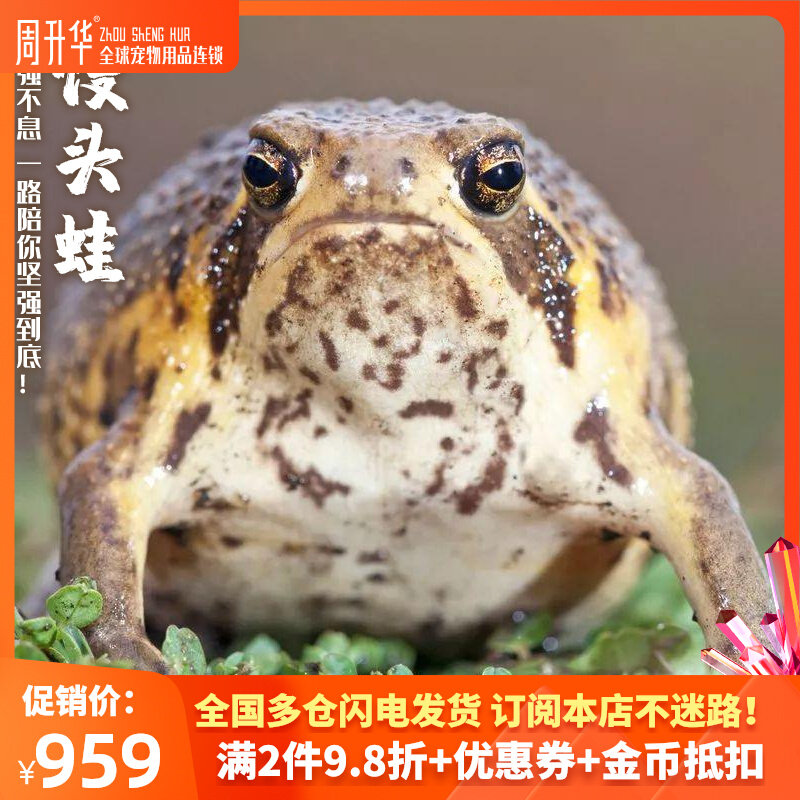 Steamed frog Living pet tabletop pet packed angry little bun frog red jade