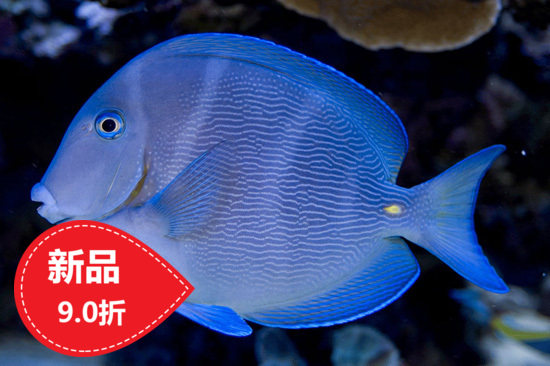 Tropical Aquatic Pets Seawater Fish Imported Purple Blue Hanging Seawater Fish Tank Tropical Fish Pet Living Spectator Fish