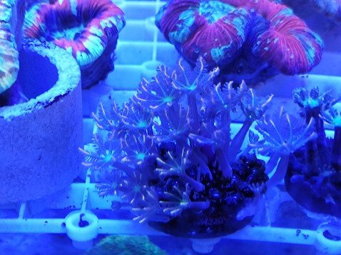 Artificial Phnom Penh palm heart flower green core Phnom Penh palm heart flower coral hand star flower Coral sea pet living body