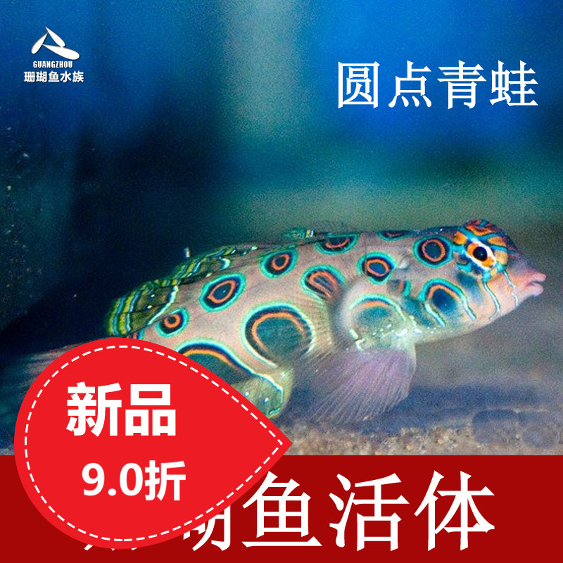 Living Seawater Fish Coral Fish Round Point Frog