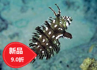 Seawater pet live fish horn dragon red yellow blue and white pencil six-eight line three-color golden dot panda BAO WEN dragon flash dragon