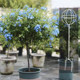 Windmill Jasmine Clematis ປີນພູ Pergola ສີຟ້າ Snowflake Lollipop Flower Stand Flower Pot Bracket Rod Iron Ball Shape