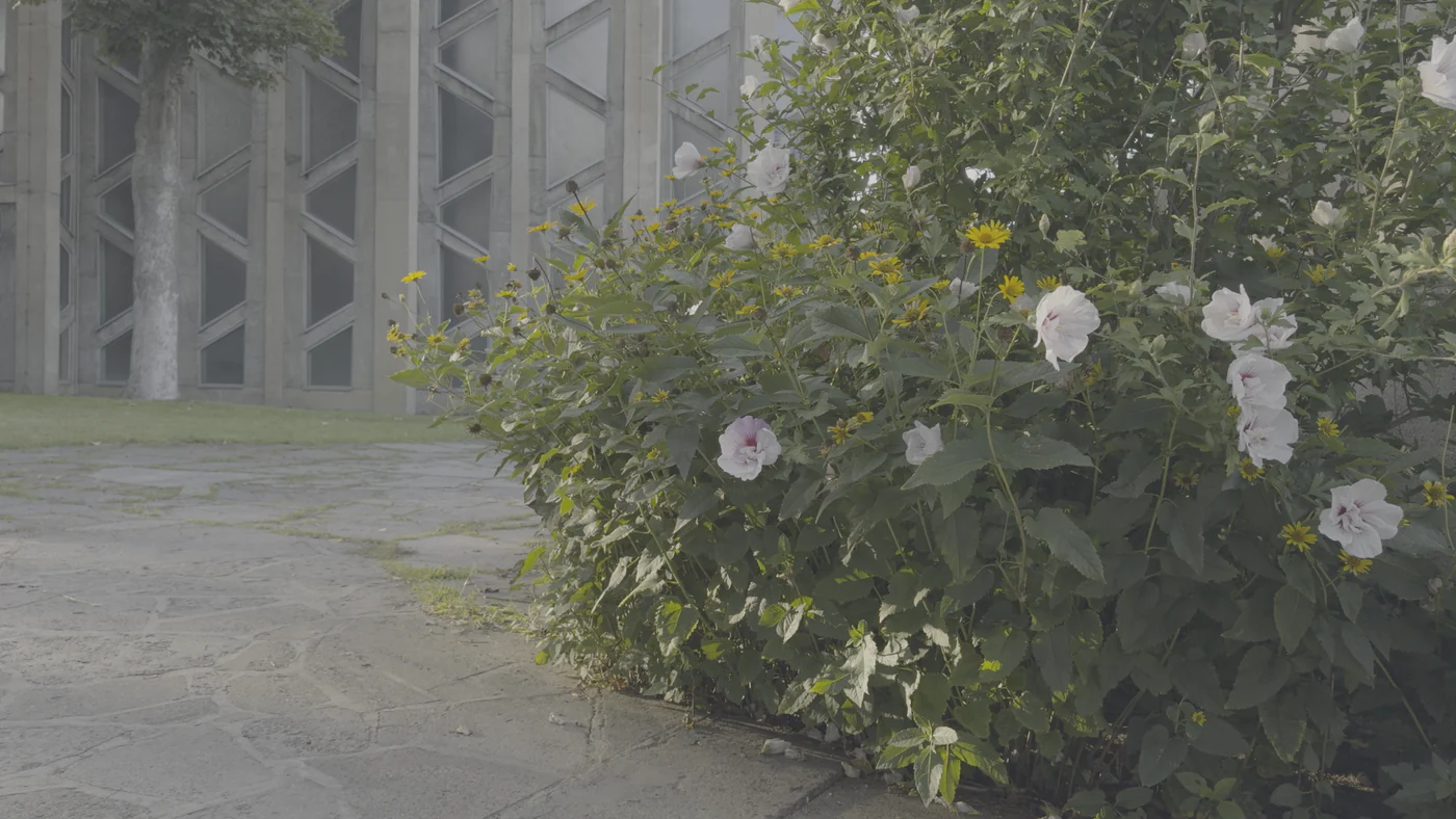 FILMFLOW电影感调色LUTs预设 PowerGrade & LUT Pack 8a3c9c5a-0673-45b0-9d34-293db62cb9c6.webp