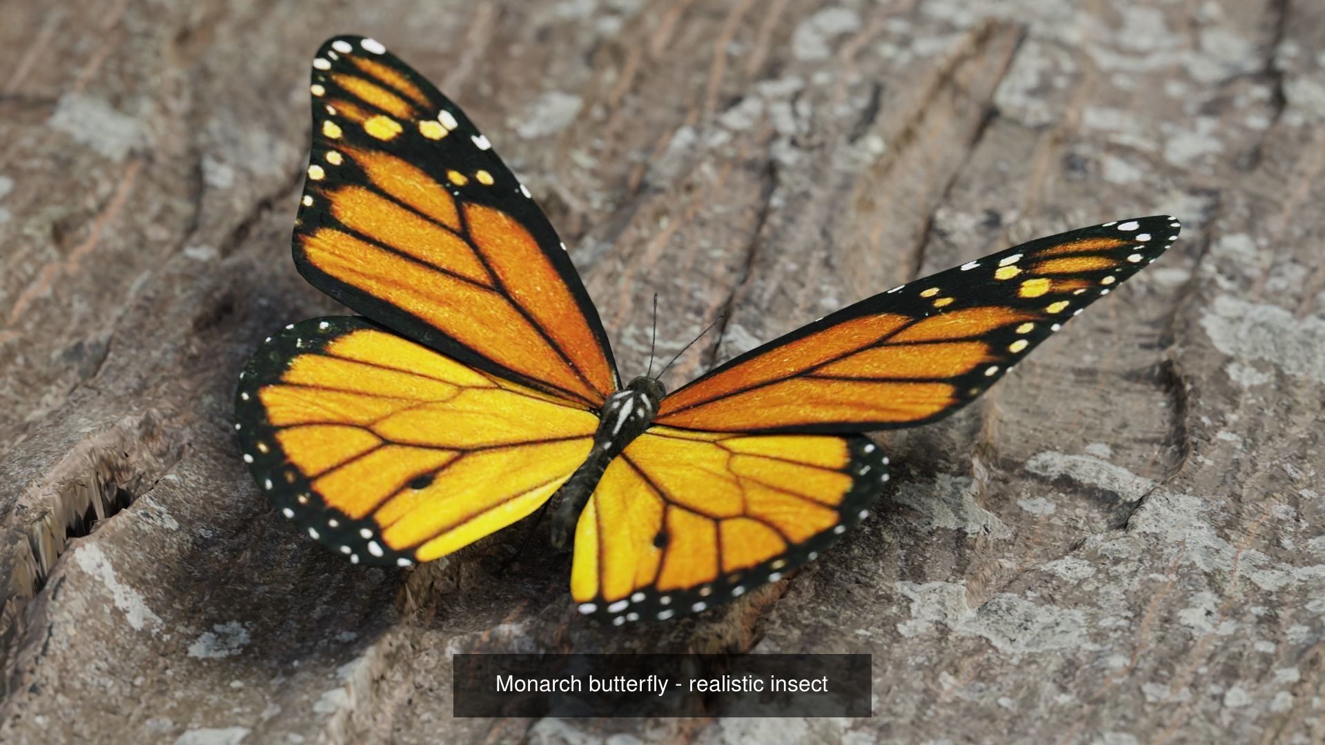 butterfly-realistic-3d-model-obj-fbx-stl-blend-spp.jpg
