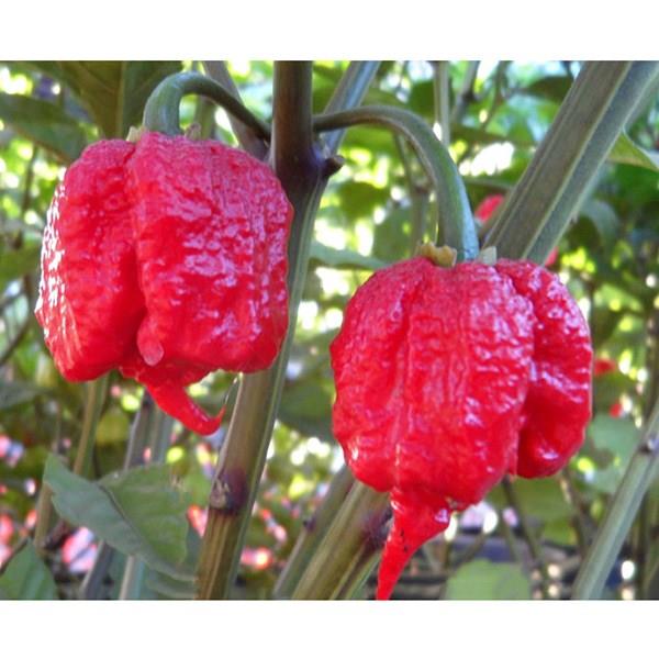 10pcs Rare Ghost Pepper Chili Seeds Organic Pungent Seyed Ga