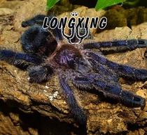 Ecuador blue and purple powder toe foot exhibition 4-6cm very docile and beautiful