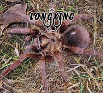 Santiago de Cuba Haiti coffee Food bird spider foot exhibition 2cm PHO large ground-dwelling pet spider live